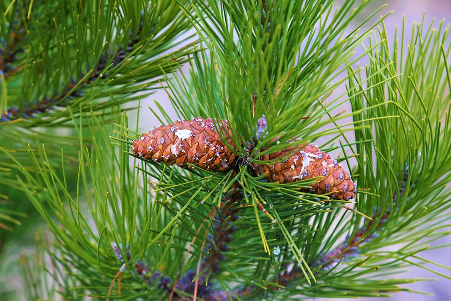 pine, cocoon, tree, nature, forest, plant, beautiful, flower HD wallpaper