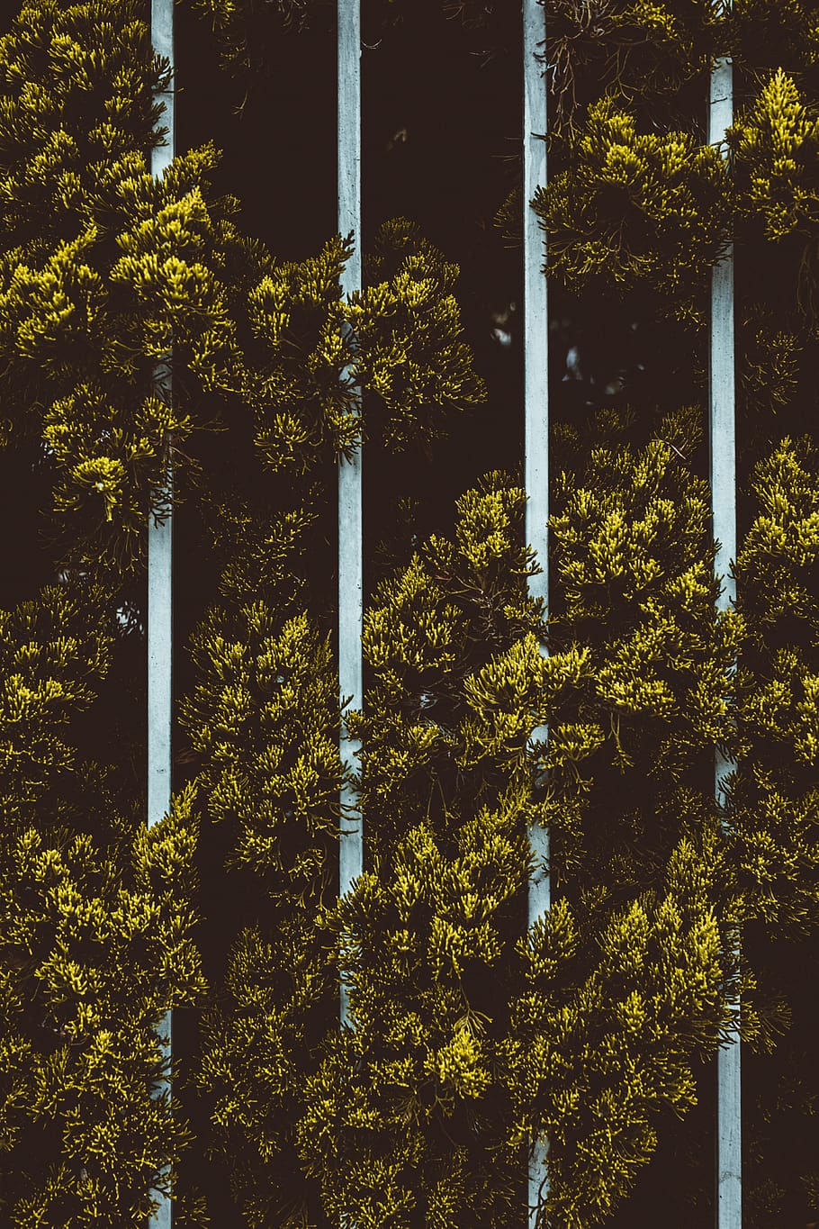 green leafed trees, plant, growth, no people, nature, day, green color HD wallpaper