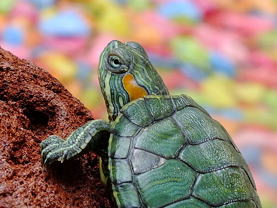 Green Turtle on Selective Focus Photo, animal, close-up, macro HD wallpaper