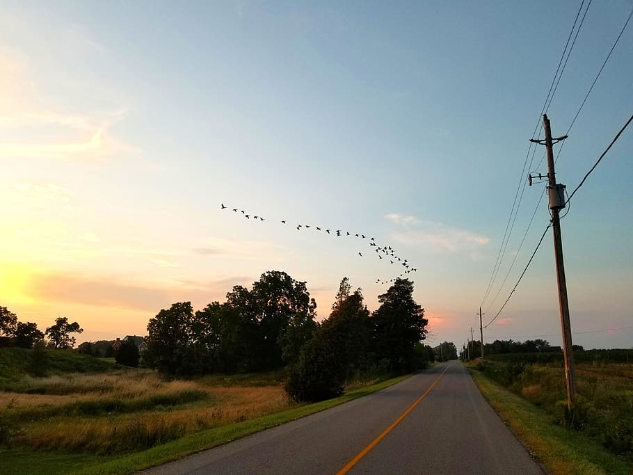sunset, street, birds, sky, road, direction, the way forward HD wallpaper