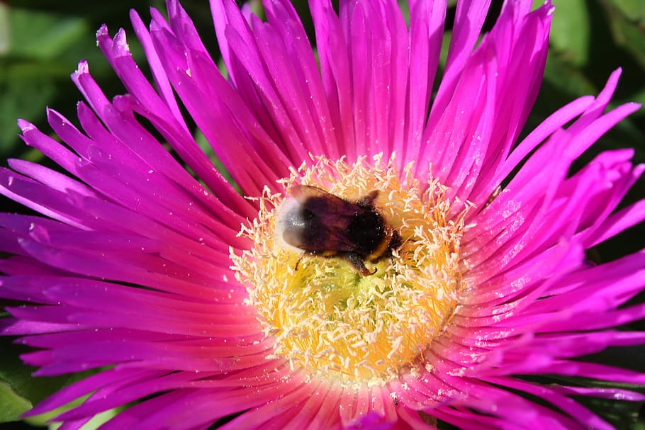 bee, honey, isolated, white, bees, nature, detail, insect, background HD wallpaper