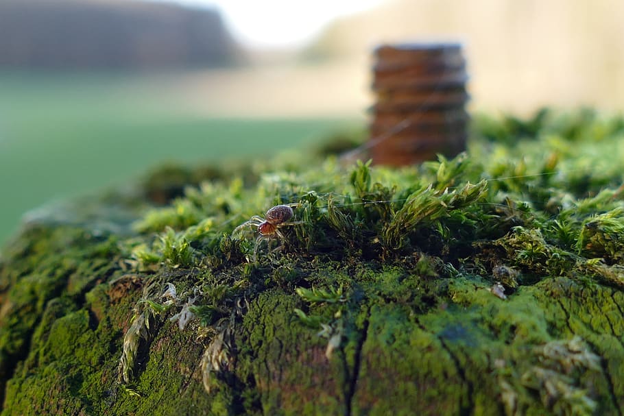 spider, nature, pile, macro, close up, arachnid, spinnenfaden HD wallpaper