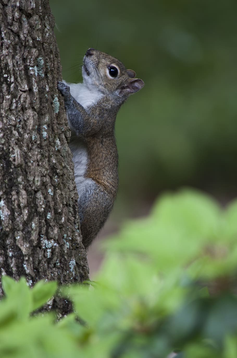 squirrel climbing on tree in selective focus photography, animal HD wallpaper