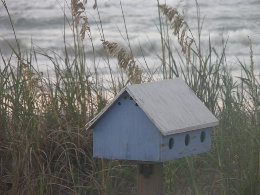 birdhouse, beach, dunes, plant, nature, grass, land, growth HD wallpaper