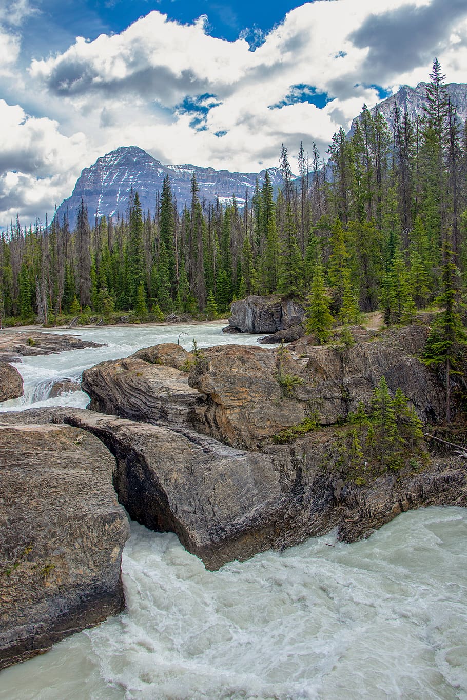 river photography, plant, tree, fir, abies, nature, water, outdoors HD wallpaper