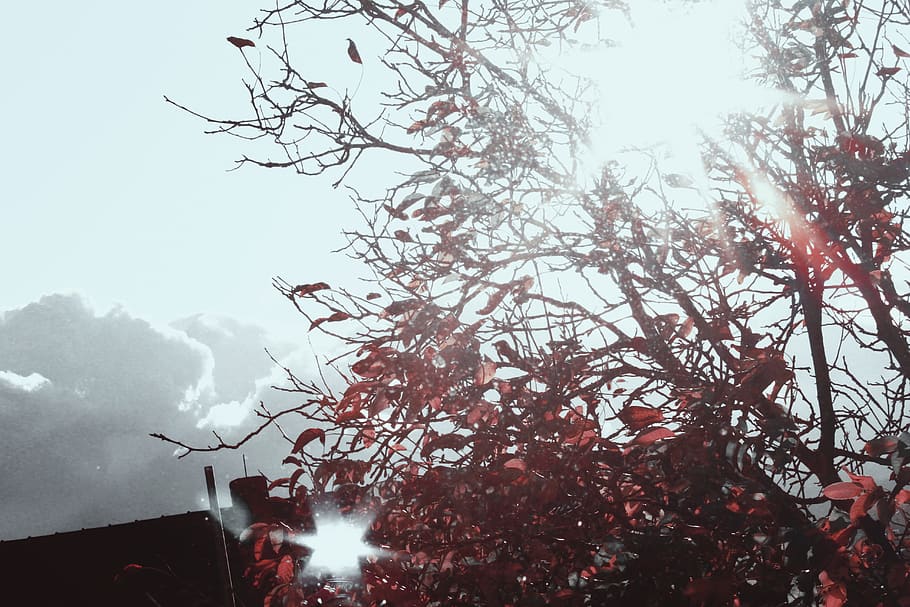 trees, sky, forest, light, nature, landscape, morning, sun HD wallpaper
