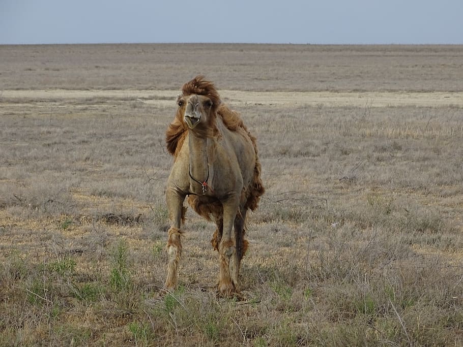 camel, steppe, desert, kazakhstan, summer, heat, molt, wool HD wallpaper