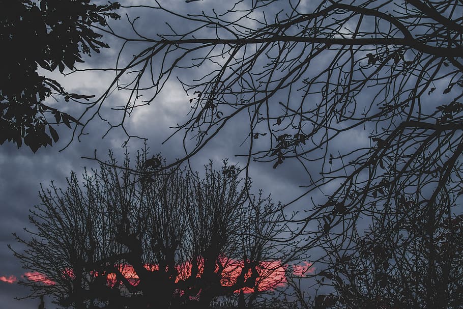 sky, skyporn, sunset, trees, dark, red sky, night, plant, low angle view HD wallpaper