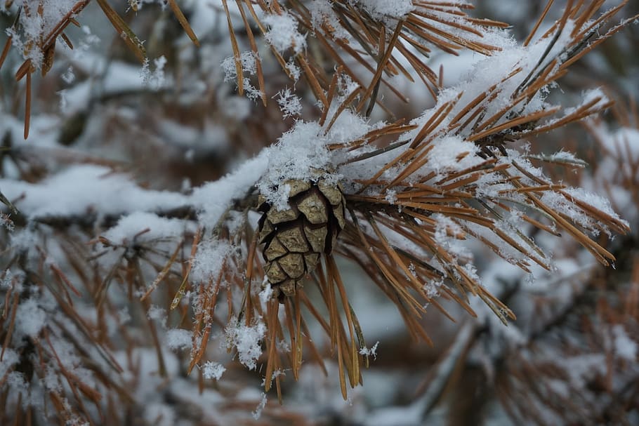 pine needles, pine cones, snow, branch, cold temperature, winter HD wallpaper