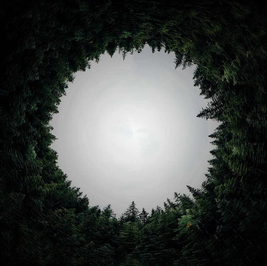 circular, forest, dimension, circle, hole, orb, tunnel, arboleda, HD wallpaper