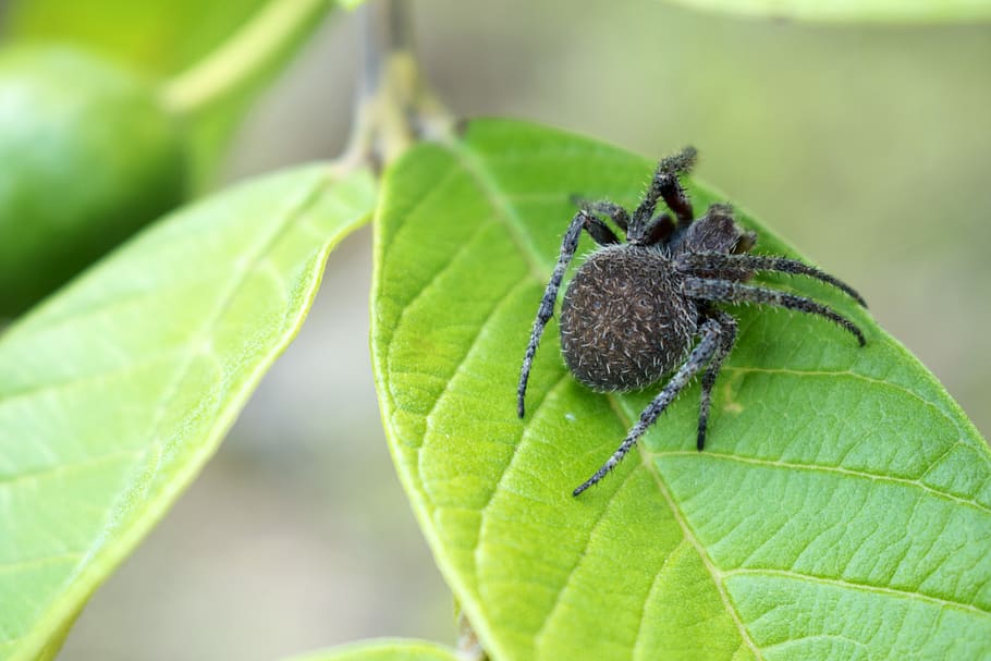 Close-up Photography of Spider on Top of the Leaf, arachnid, blur HD wallpaper