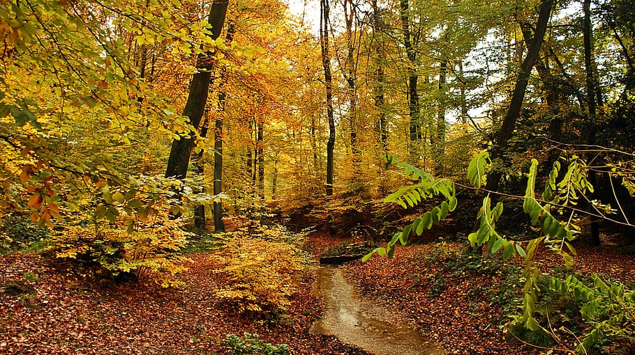 autumn, brook, hill, forest, landscape, trees, scene, creek HD wallpaper