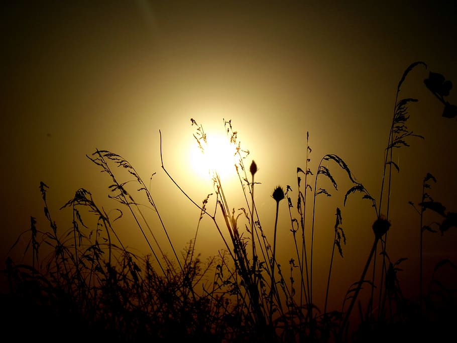 sun, sunset, crops, plants, green, nature, beauty in nature HD wallpaper