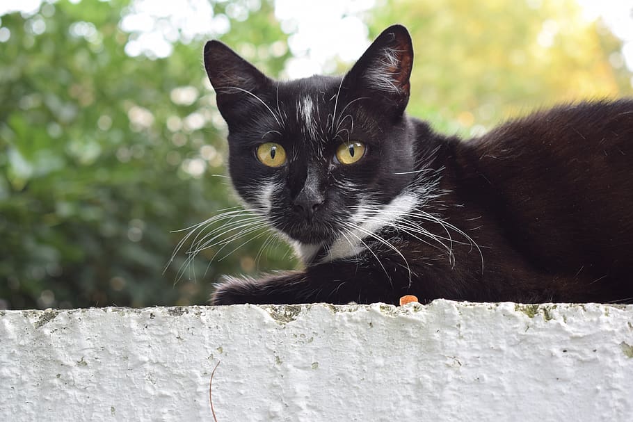 serbia, belgrade, cat, animal themes, mammal, one animal, domestic cat HD wallpaper