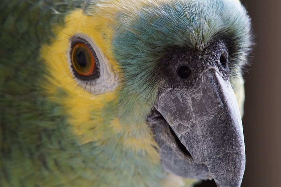 parrot, nature, exotic, animal themes, bird, one animal, vertebrate HD wallpaper