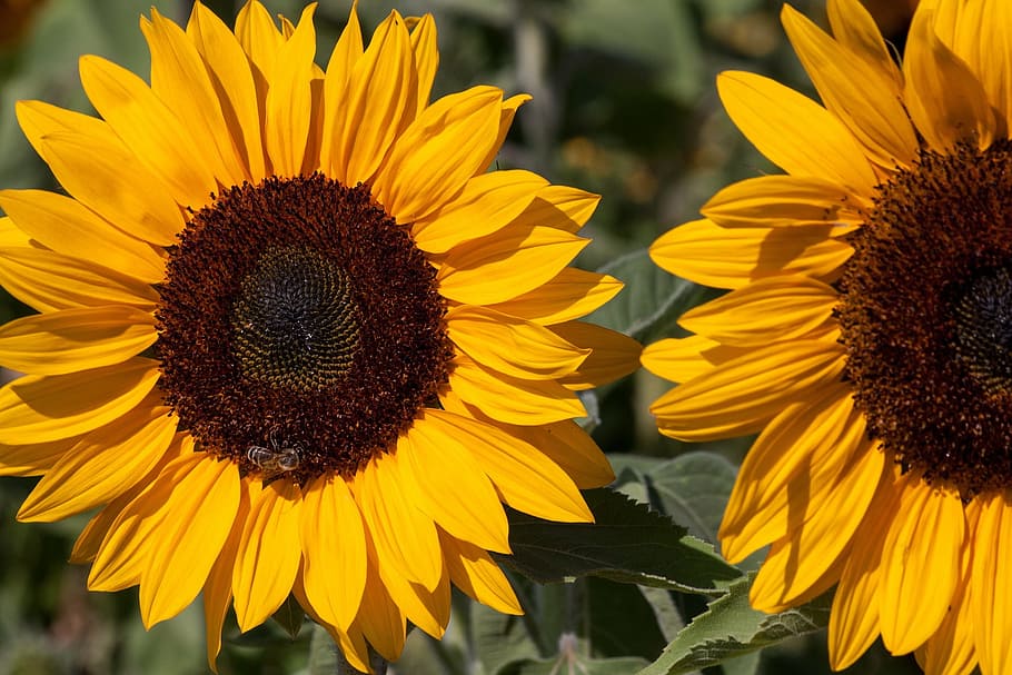 field, sun, sunflower, seed, fresh, nature, fragrance, garden HD wallpaper