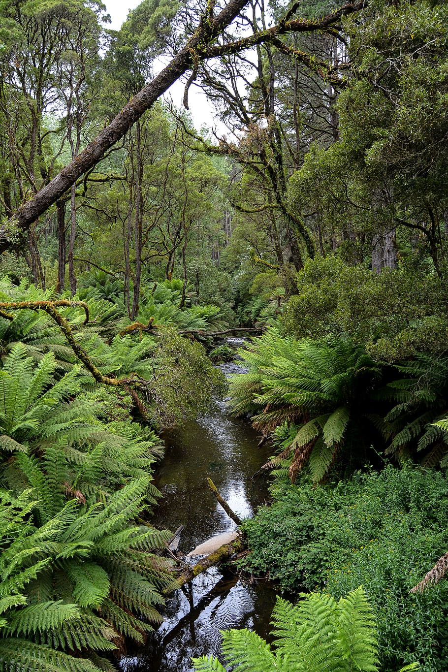 australia, beech forest, trees, ferns, ottways, great ocean road HD wallpaper
