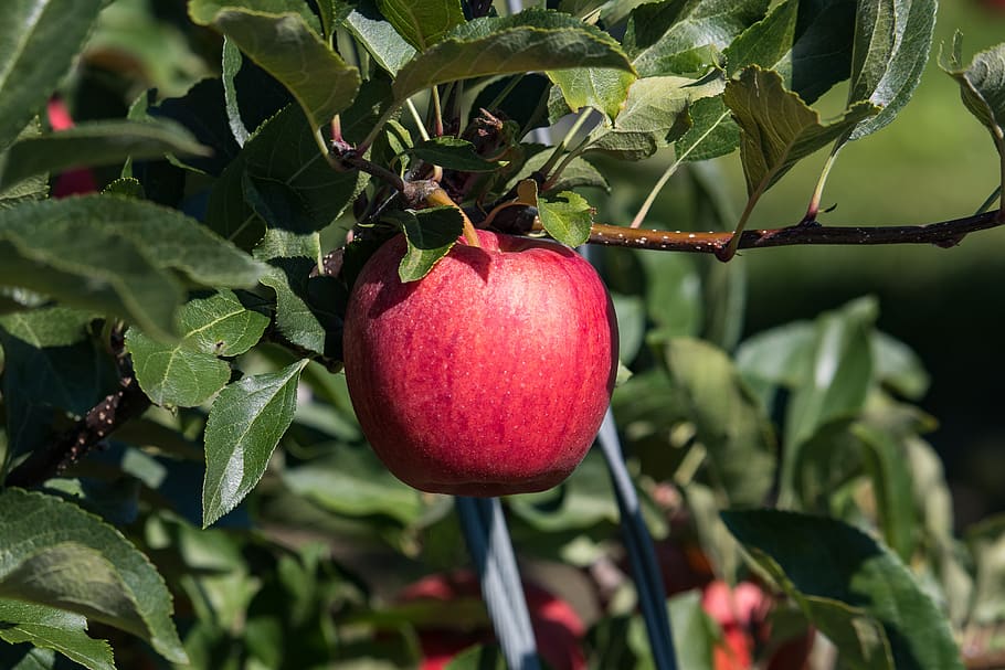 apple, fruit, fruit tree, red, kernobstgewaechs, food, healthy HD wallpaper
