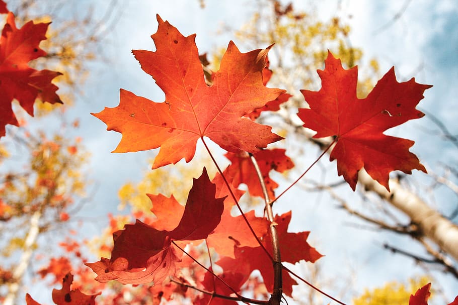 brown maple leaves, autumn, plant part, leaf, change, maple leaf HD wallpaper