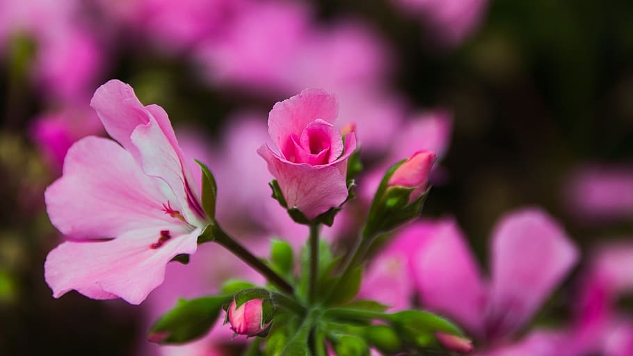 geranium, bright, beauty, pink, close up, bud, flower, flowering plant HD wallpaper