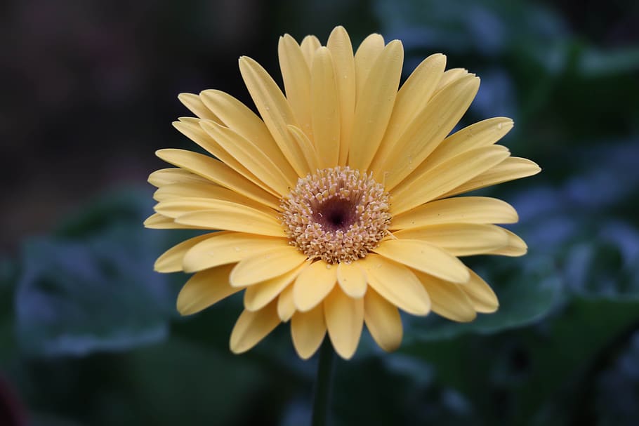 flower, gerbera, yellow, bloom, petals, bright, garden, flowers HD wallpaper