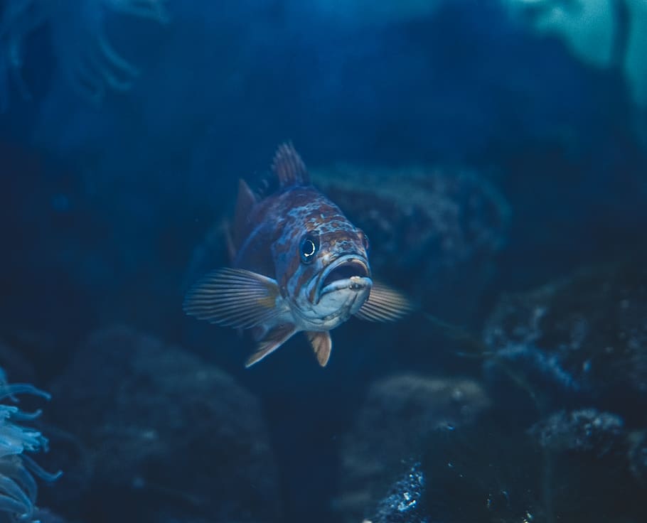 gray and brown fish underwater, aquatic, animal, outdoors, ocean, HD wallpaper