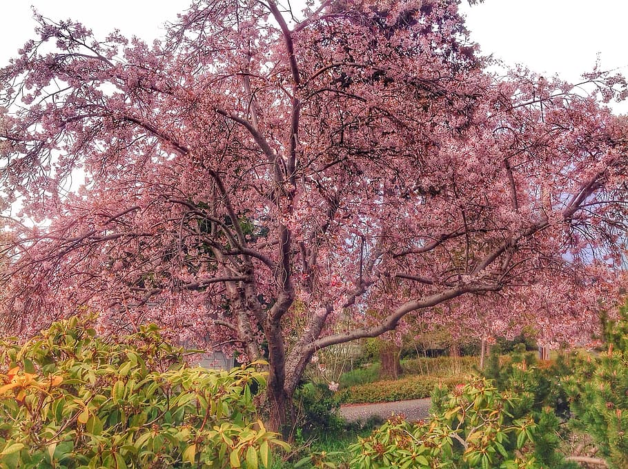 tree, pink, blossom, spring, plant, beauty in nature, pink color HD wallpaper