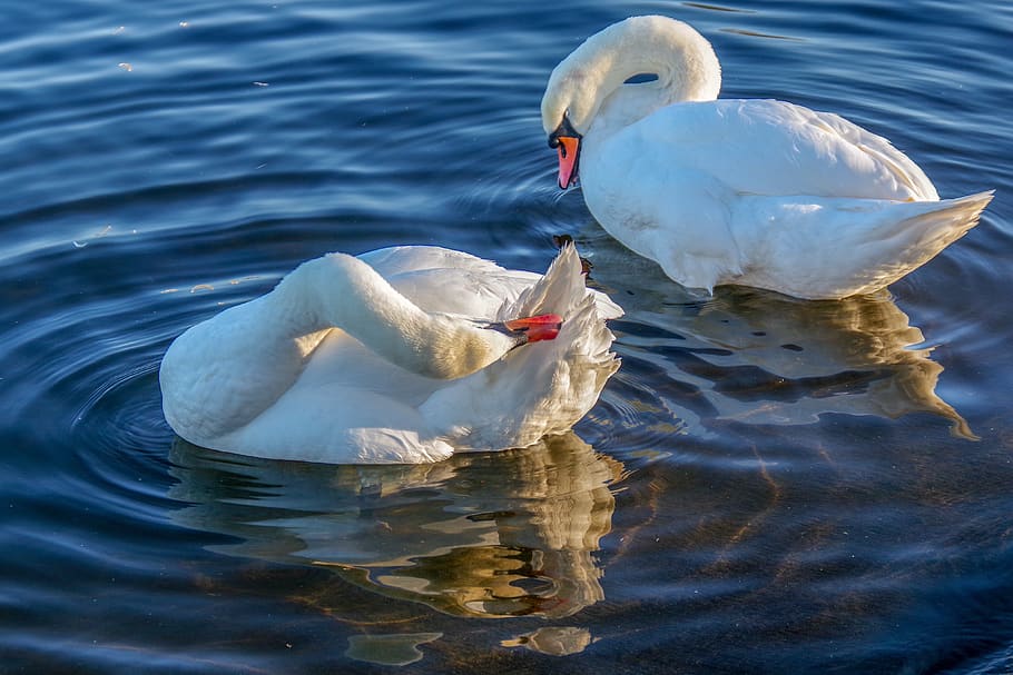 swan, winter, water, bird, animal themes, animal wildlife, animals in the wild HD wallpaper