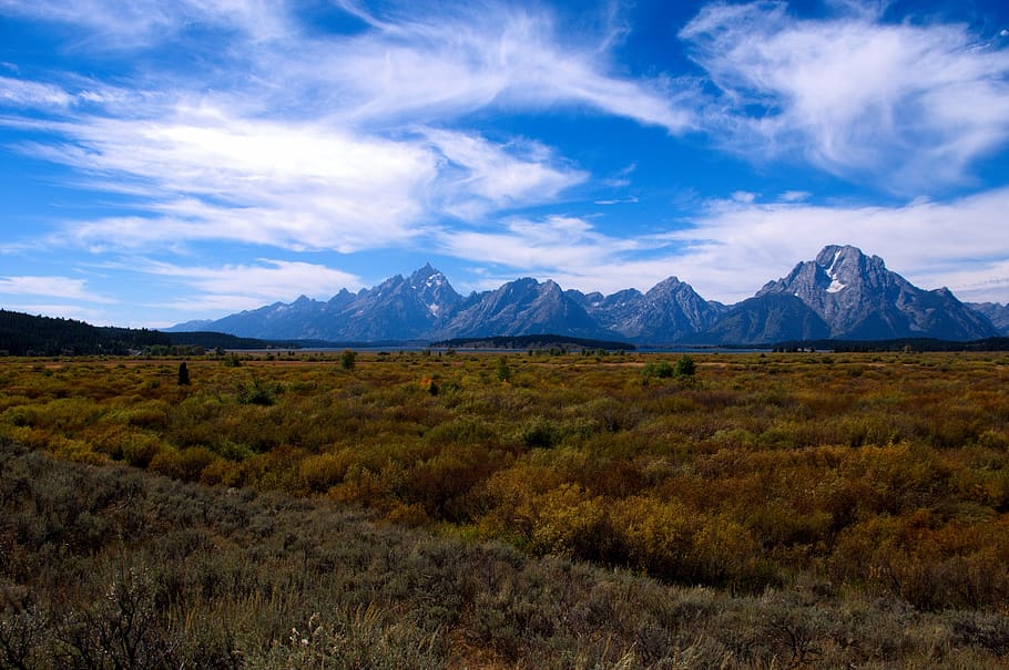 Sagebrush 1080P, 2K, 4K, 5K HD wallpapers free download | Wallpaper Flare