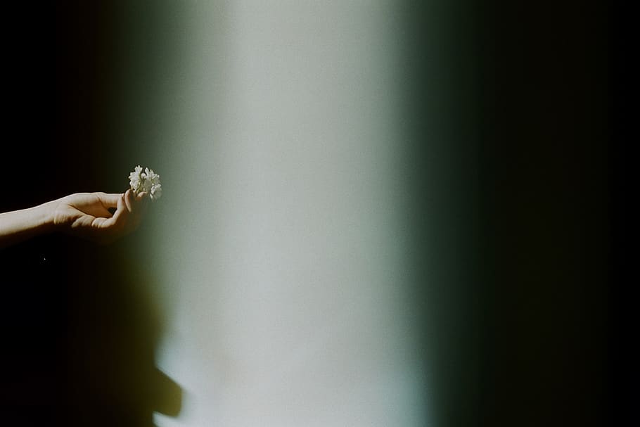 Person Holding White Petaled Flower, blurred background, close-up HD wallpaper