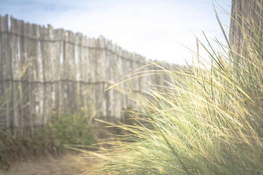 see, beach, grass, plant, nature, growth, no people, day, tranquility HD wallpaper