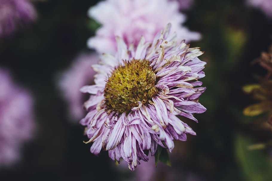 purple-petaled flower, outdoors, night, nature, aurora, flora HD wallpaper