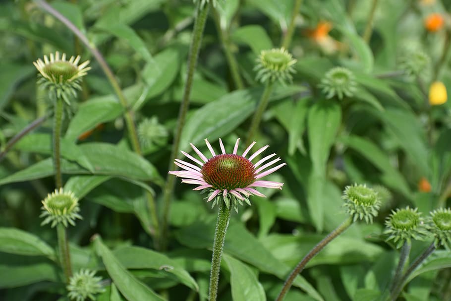 echinacea, purple, young, flower, summer, blooms, nature, drug HD wallpaper