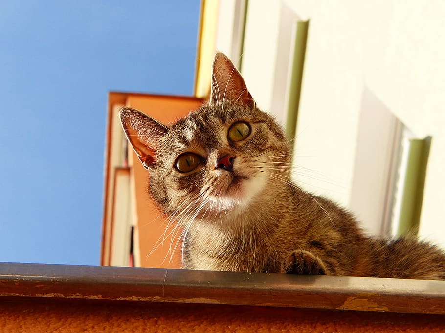domestic, domestic animals, pets, domestic cat, mammal, animal themes HD wallpaper