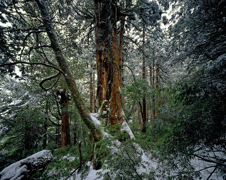 cedar, forest, jungle, wild, nature, woods, tree, bunch, frozen, HD wallpaper