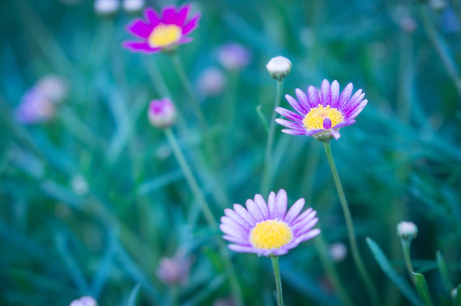 flower, purple, nature, harmony, cute, beautiful, colour, micro HD wallpaper