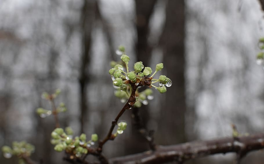 plant, tree, sprout, blossom, bud, flower, tn, us, oak ridge HD wallpaper