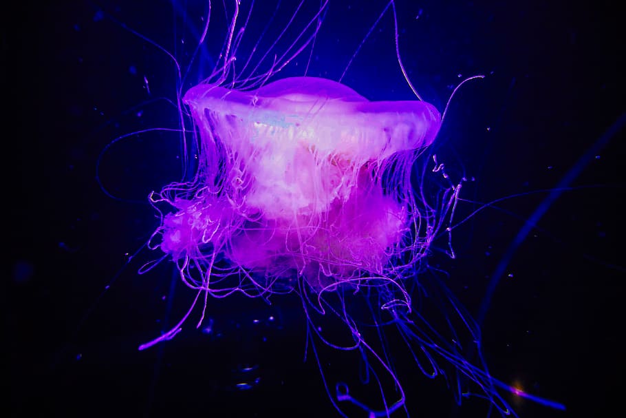 pink jelly fish, animal themes, animals in the wild, jellyfish HD wallpaper