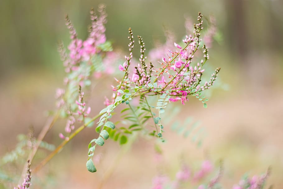 nature, flower, pink, beautiful, plant, green, wild, bright HD wallpaper