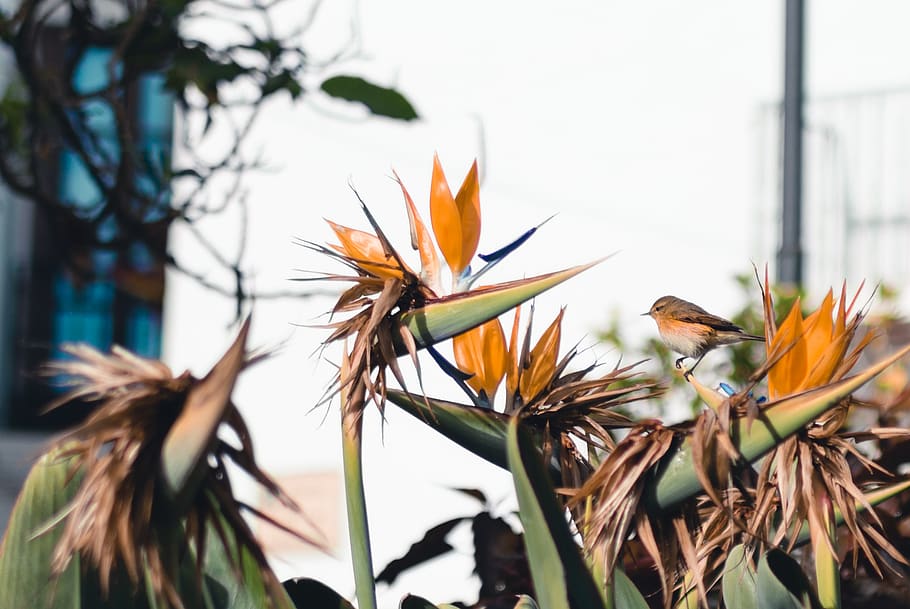 spain, marbella, plant, robin, flowers, bird, flowering plant HD wallpaper