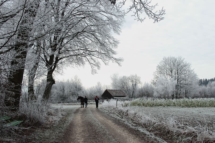 winter, wintry, ripe, nature, cold, trees, winter magic, white HD wallpaper