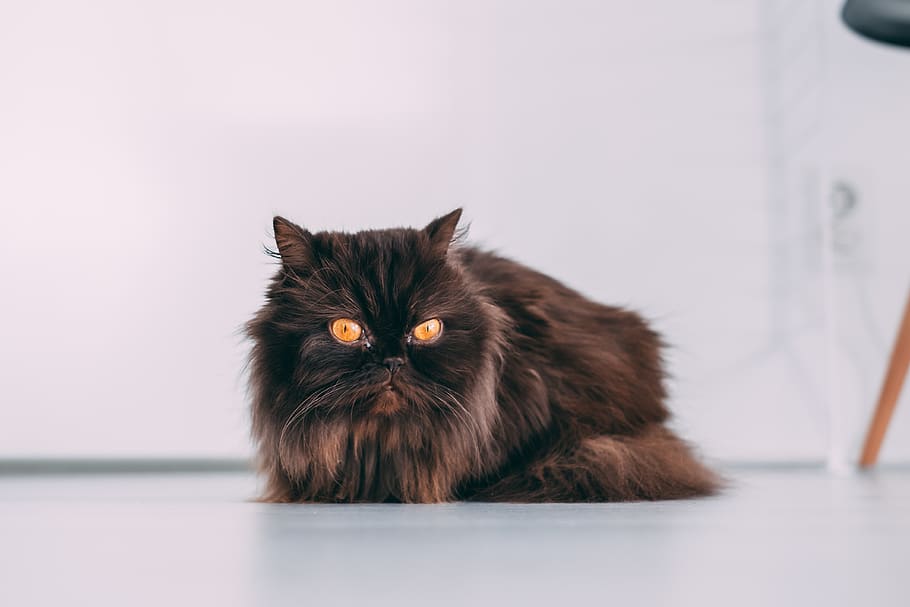 cat, kitten, eyes, mammal, domestic, animal, animal themes HD wallpaper