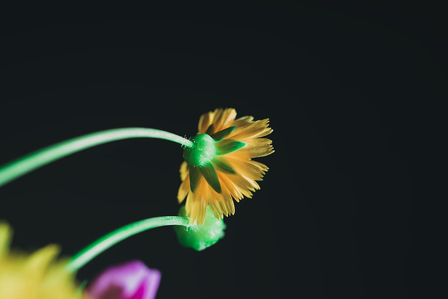 yellow sunflower, studio shot, black background, beauty in nature HD wallpaper