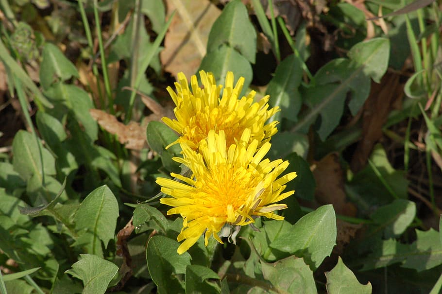 yellow flower, dandelion, spring, flora, yellow star, flowering plant