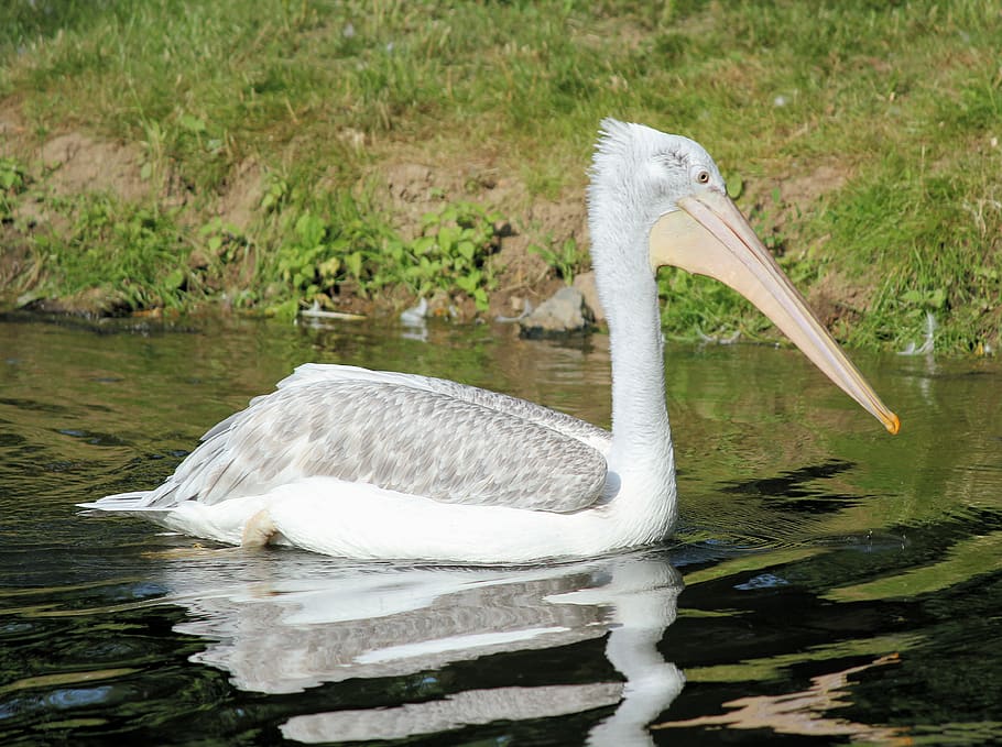 white pelican, animal, bird, zoo troja, prague, czech republic HD wallpaper