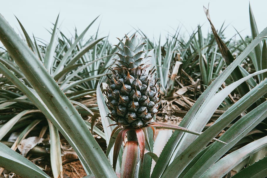green pineapple during daytime, growth, plant, nature, close-up HD wallpaper