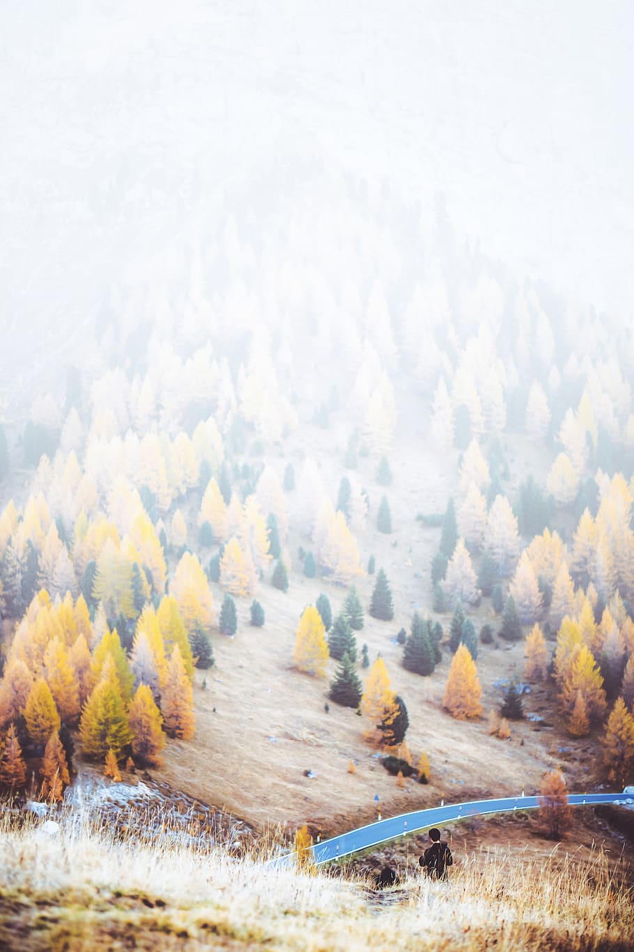 trees during daytime, autumn, plant, nature, landscape, environment HD wallpaper