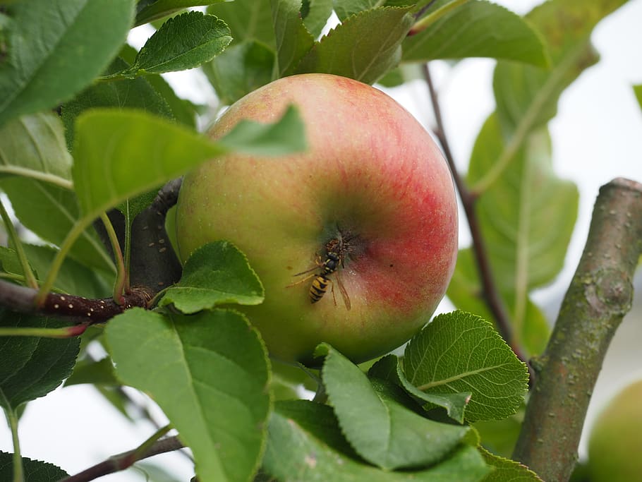 apple, insect, autumn, nature, apple tree, wasp, fruit, healthy eating HD wallpaper