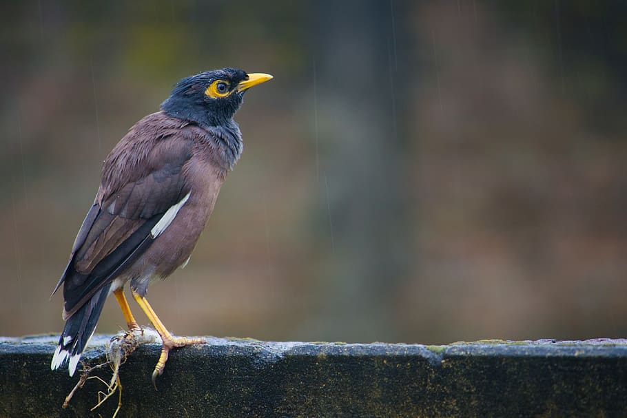 Black and Brown Bird Standing on Fence, animal, close-up, feather HD wallpaper