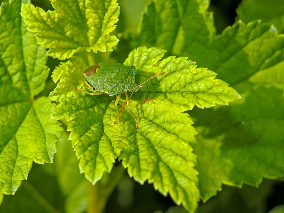 stink bug, green, close up, leaves, summer, insect, plant part HD wallpaper